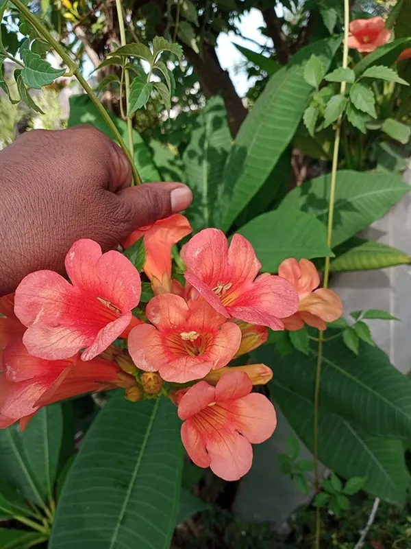 Tecoma_Plant_(Hybrid,_Pack_of_1)