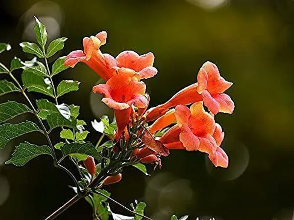 Tecoma_Plant_(Hybrid,_Pack_of_1)