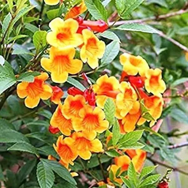 Tecoma_Plant_(Hybrid,_Pack_of_1)