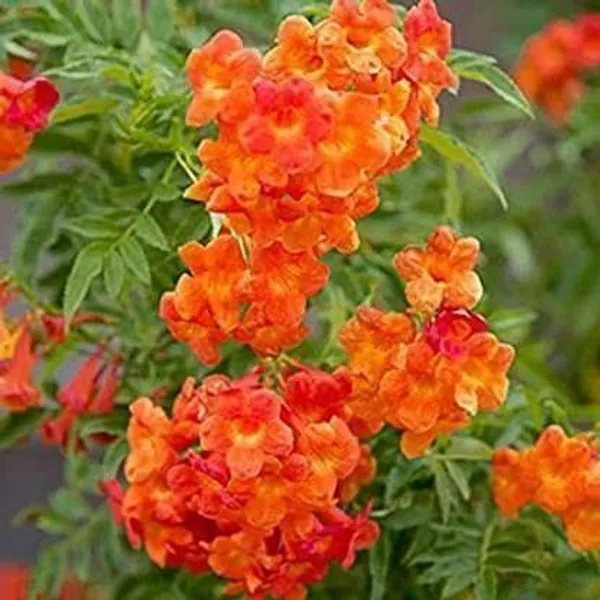 Tecoma_Plant_(Hybrid,_Pack_of_1)