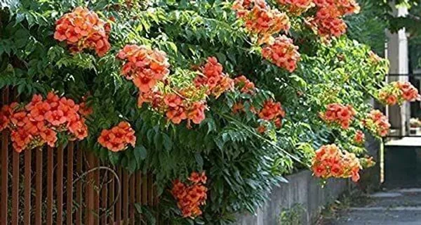 Tecoma_Plant_(Hybrid,_Pack_of_1)