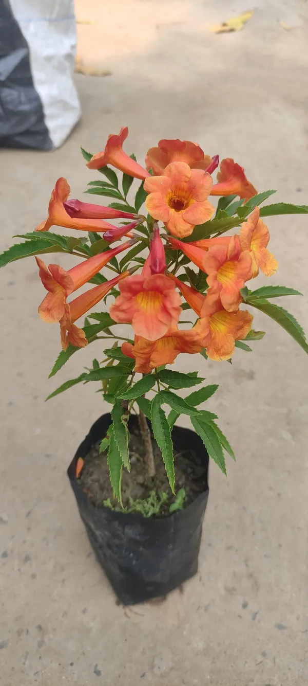 Tecoma_Plant_(Hybrid,_Pack_of_1)