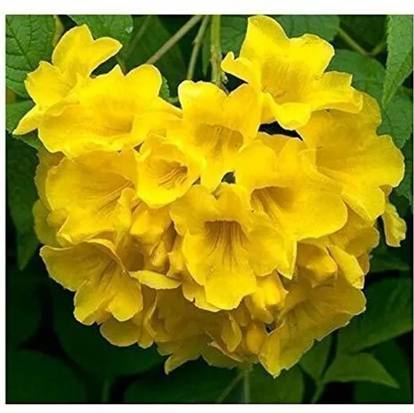 Tecoma_Plant_(Hybrid,_Pack_of_1)