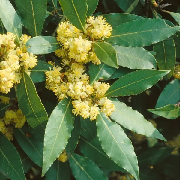 Bay_Leaf_Plant_(Hybrid,_Pack_of_1)