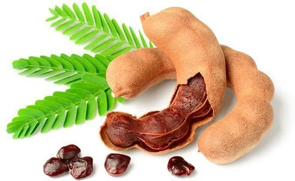 Tamarind_Plant_(Hybrid,_Pack_of_1)