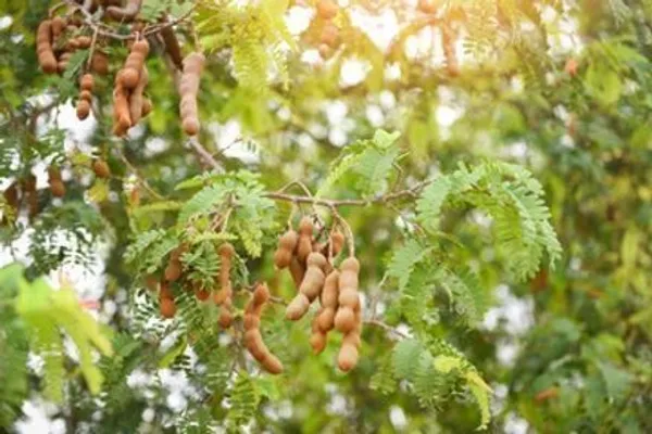 Tamarind_Plant_(Hybrid,_Pack_of_1)
