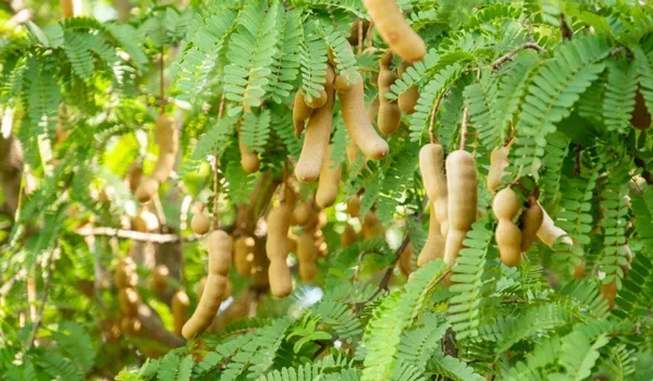 Tamarind_Plant_(Hybrid,_Pack_of_1)