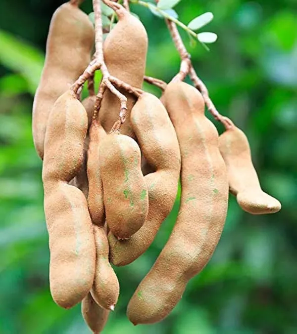 Tamarind_Plant_(Hybrid,_Pack_of_1)