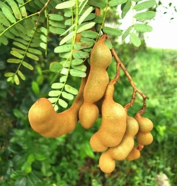 Tamarind_Plant_(Hybrid,_Pack_of_1)
