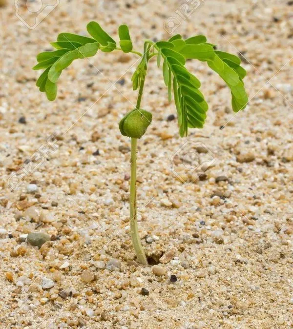 Tamarind_Plant_(Hybrid,_Pack_of_1)