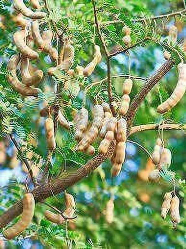 Tamarind_Plant_(Hybrid,_Pack_of_1)
