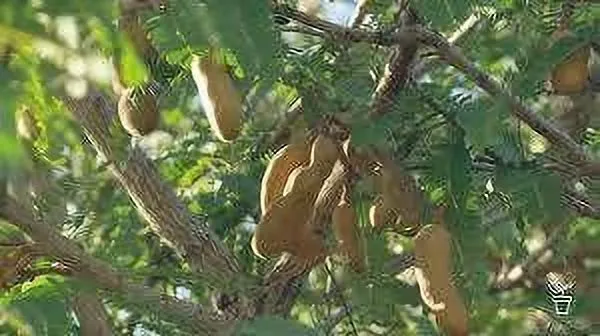 Tamarind_Plant_(Hybrid,_Pack_of_1)