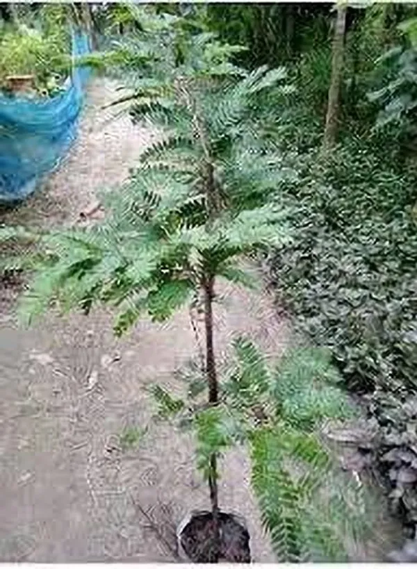 Tamarind_Plant_(Hybrid,_Pack_of_1)