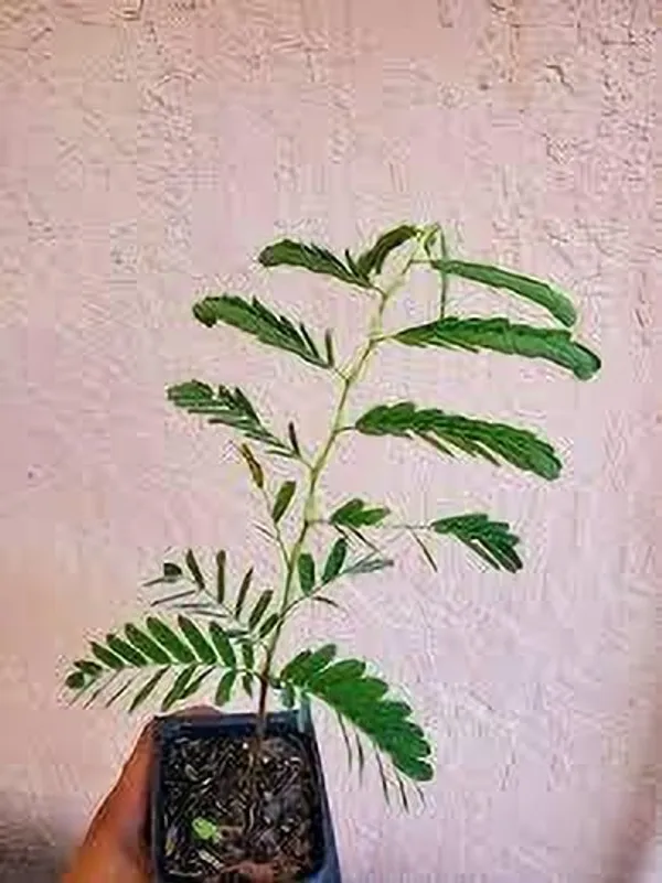 Tamarind_Plant_(Hybrid,_Pack_of_1)