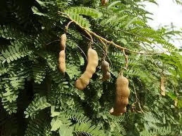 Tamarind_Plant_(Hybrid,_Pack_of_1)