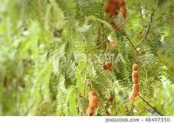 Tamarind_Plant_(Hybrid,_Pack_of_1)