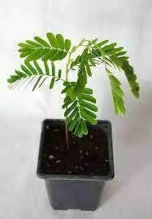 Tamarind_Plant_(Hybrid,_Pack_of_1)