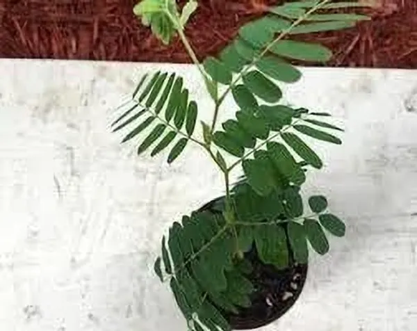 Tamarind_Plant_(Hybrid,_Pack_of_1)