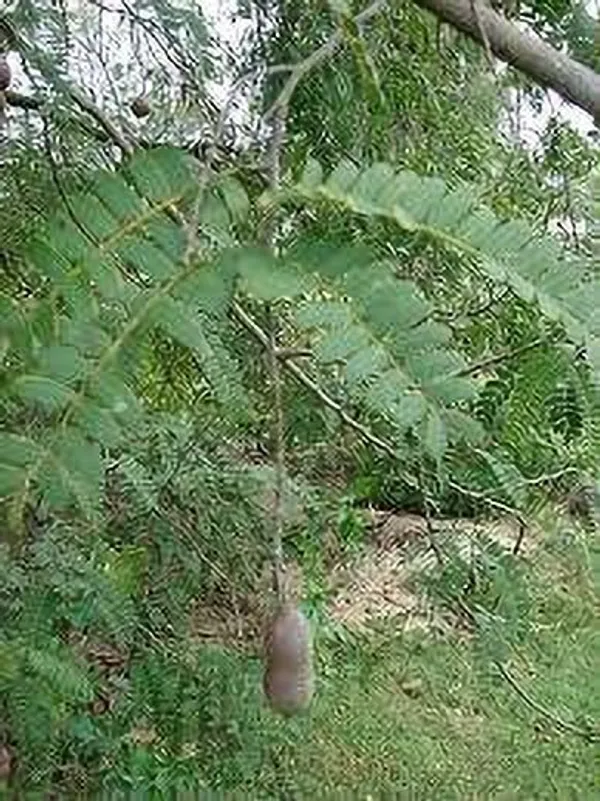 Tamarind_Plant_(Hybrid,_Pack_of_1)