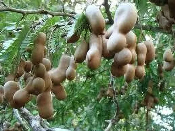 Tamarind_Plant_(Hybrid,_Pack_of_1)