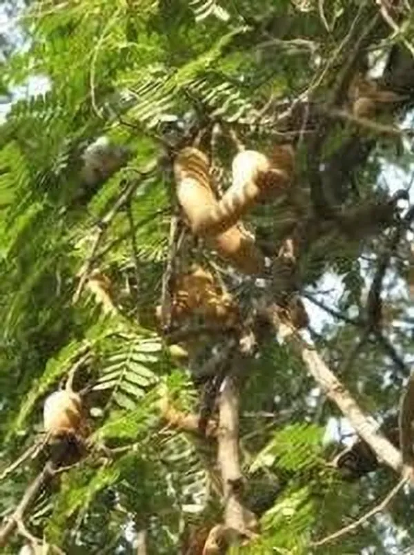 Tamarind_Plant_(Hybrid,_Pack_of_1)