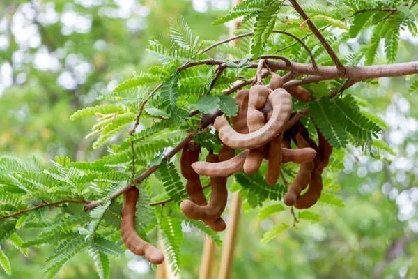 Tamarind_Plant_(Hybrid,_Pack_of_1)