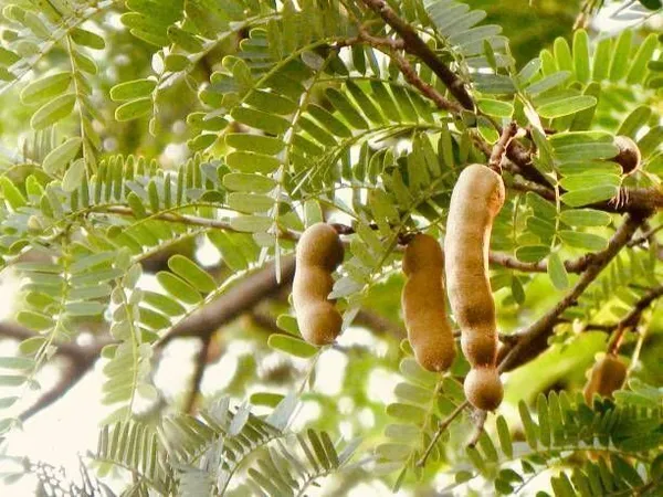 Tamarind_Plant_(Hybrid,_Pack_of_1)