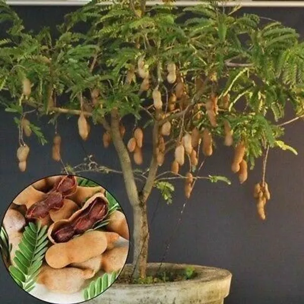 Tamarind_Plant_(Hybrid,_Pack_of_1)