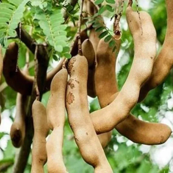 Tamarind_Plant_(Hybrid,_Pack_of_1)