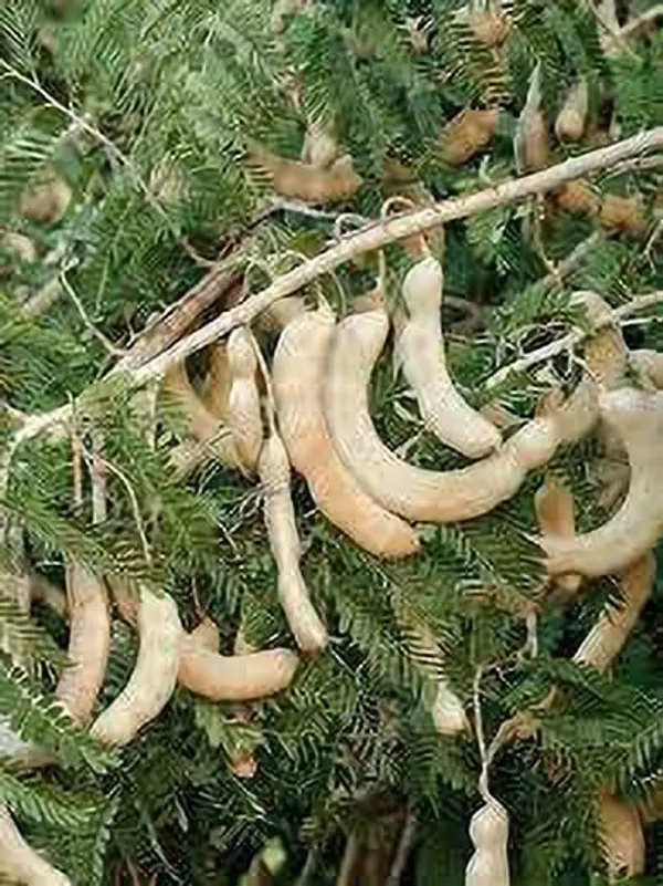 Tamarind_Plant_(Hybrid,_Pack_of_1)