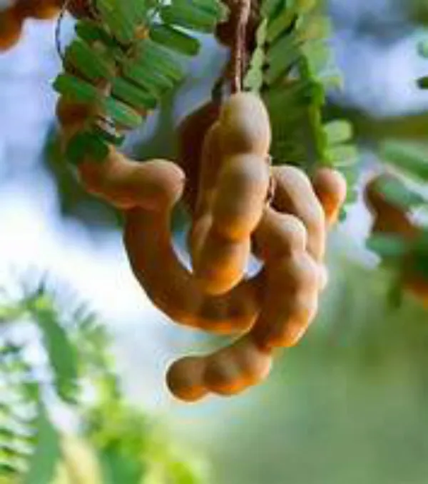 Tamarind_Plant_(Hybrid,_Pack_of_1)