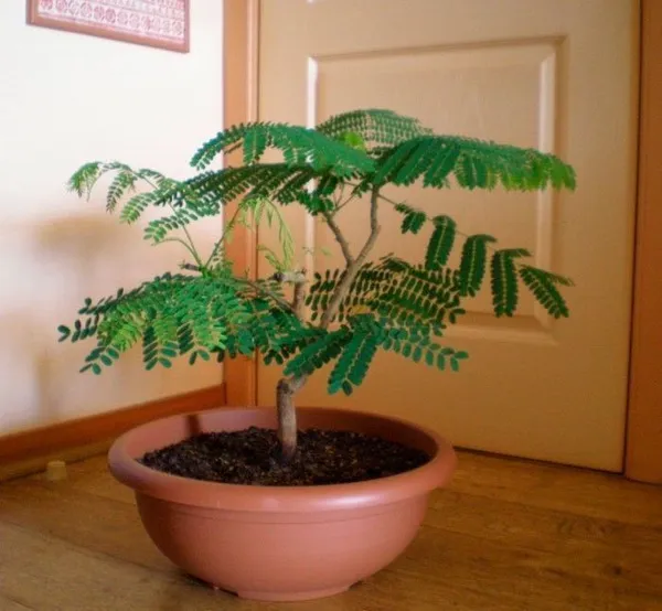 Tamarind_Plant_(Hybrid,_Pack_of_1)