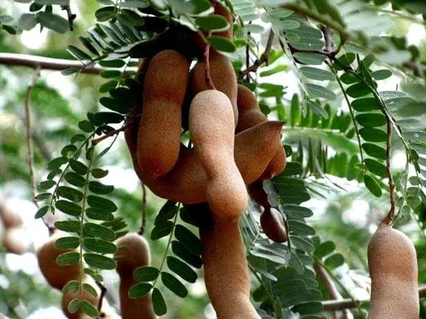 Tamarind_Plant_(Hybrid,_Pack_of_1)