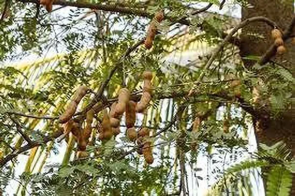 Tamarind_Plant_(Hybrid,_Pack_of_1)