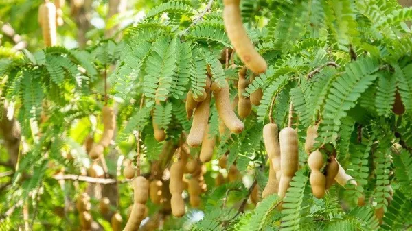 Tamarind_Plant_(Hybrid,_Pack_of_1)