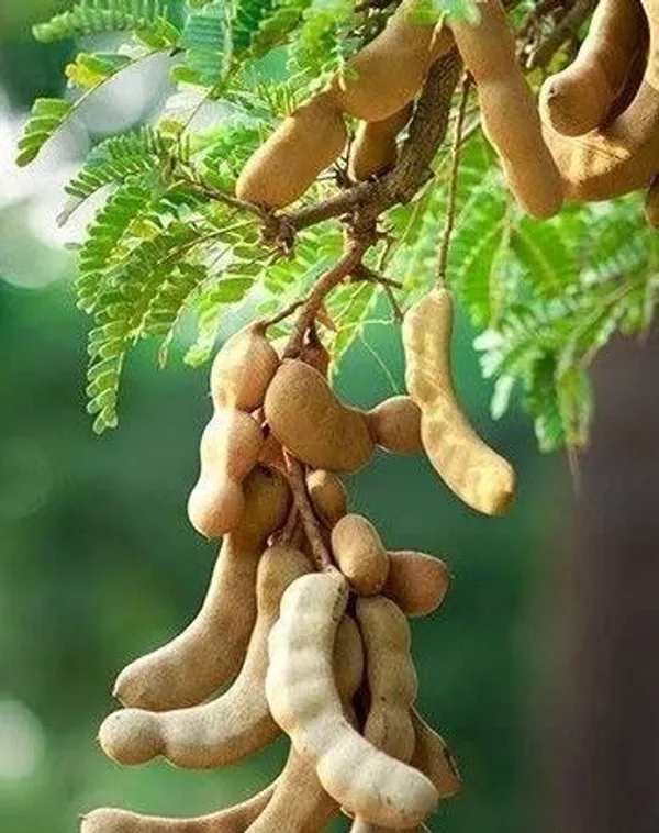 Tamarind_Plant_(Hybrid,_Pack_of_1)