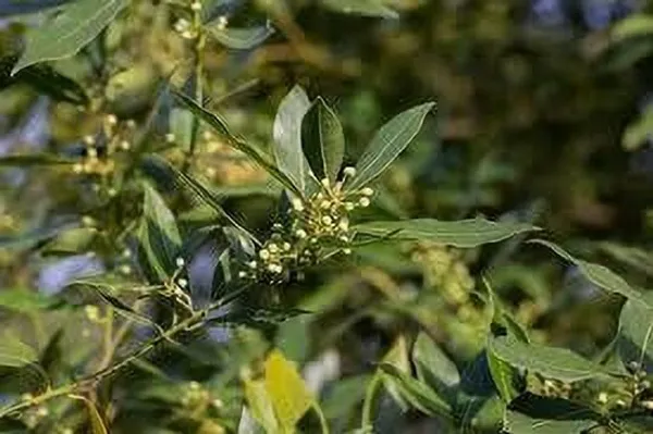 Bay_Leaf_Plant_(Hybrid,_Pack_of_1)