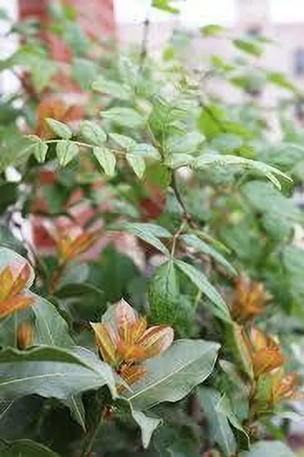 Bay_Leaf_Plant_(Hybrid,_Pack_of_1)