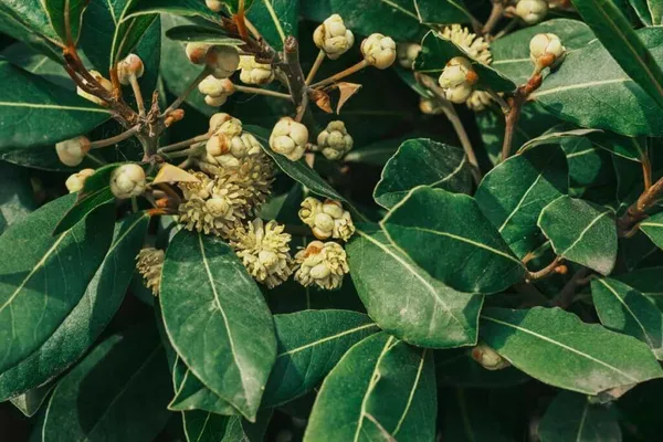 Bay_Leaf_Plant_(Hybrid,_Pack_of_1)