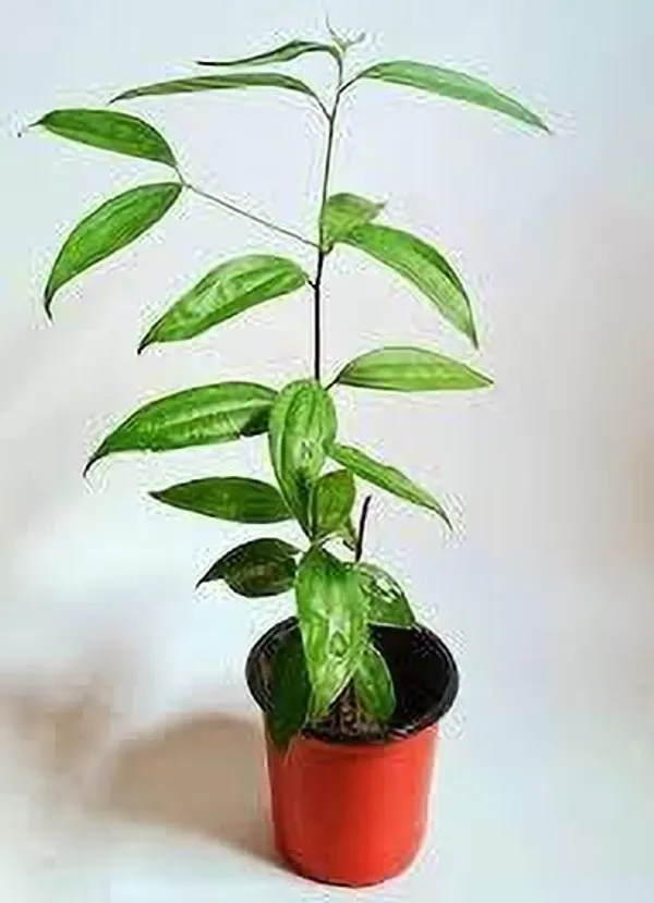 Bay_Leaf_Plant_(Hybrid,_Pack_of_1)