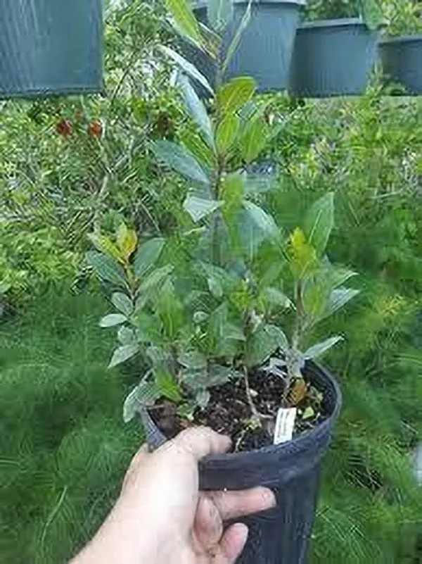 Bay_Leaf_Plant_(Hybrid,_Pack_of_1)