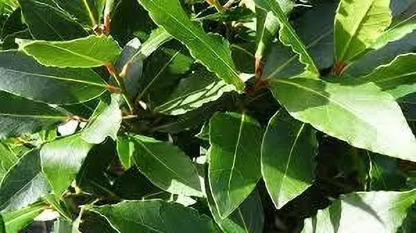 Bay_Leaf_Plant_(Hybrid,_Pack_of_1)