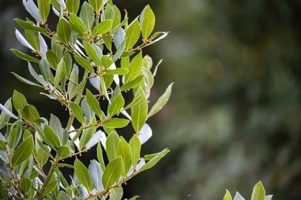 Bay_Leaf_Plant_(Hybrid,_Pack_of_1)