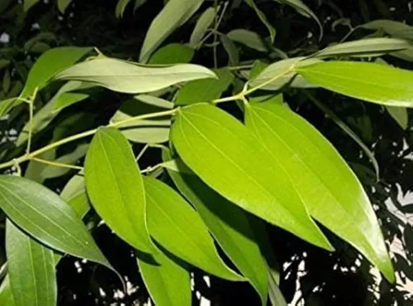 Bay_Leaf_Plant_(Hybrid,_Pack_of_1)