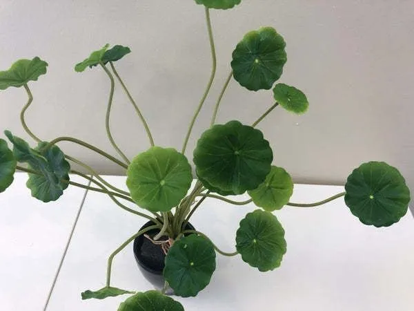 Centella_Plant_(Hybrid,_Pack_of_1)