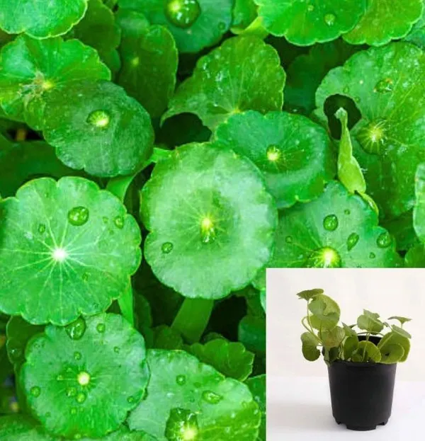 Centella_Plant_(Hybrid,_Pack_of_1)