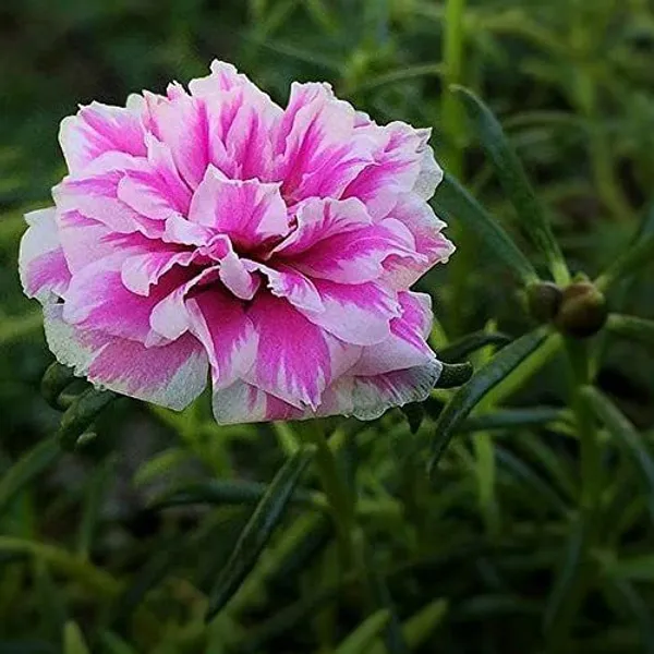 Portulaca_Plant_(Hybrid,_Pack_of_1)