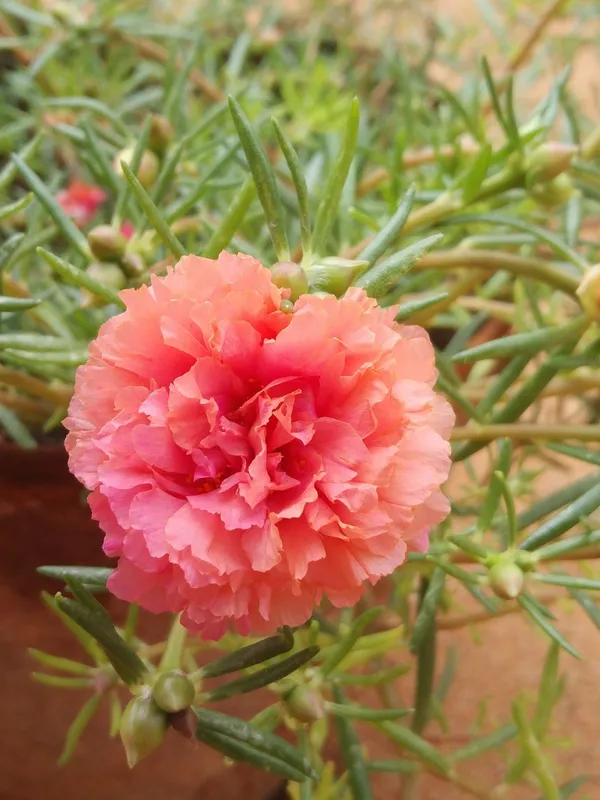 Portulaca_Plant_(Hybrid,_Pack_of_1)