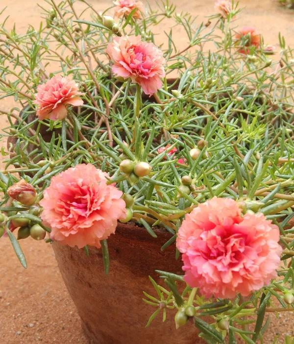 Portulaca_Plant_(Hybrid,_Pack_of_1)