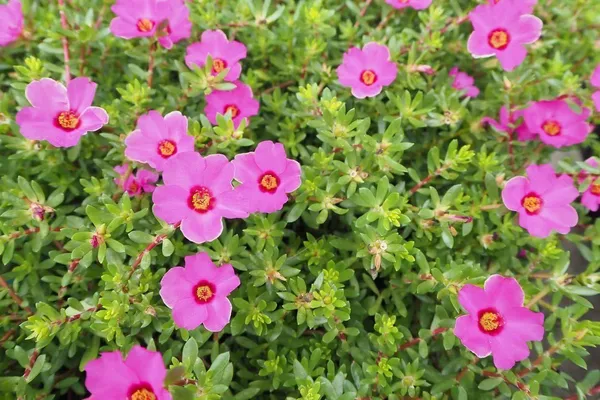 Portulaca_Plant_(Hybrid,_Pack_of_1)